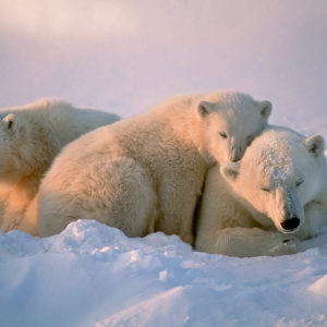 Consider Polar Bears — Cute, Iconic and Surprisingly Abundant