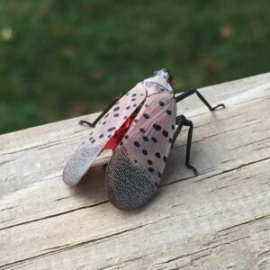 Spotted Lanternfly: Small Insect, Big Economic Impact