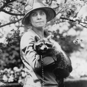 HOLY COW! HISTORY: Cal Coolidge’s Crazy Coon