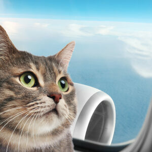 SOLOMON: Let’s Fly That Cat Airline!