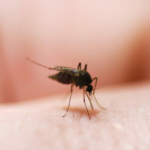 Delco Mosquito Pool Tests Positive for West Nile Virus