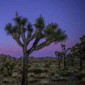 COHEN: Thousands of Joshua Trees Set to Fall Victim to Green-Energy Transition