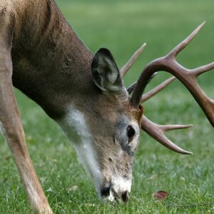 PA Game Commission: Chester County Father, Sons Charged with Poaching Dozens of Trophy Bucks